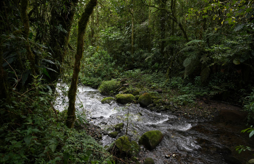 Sendero Los Quetzales, Panama